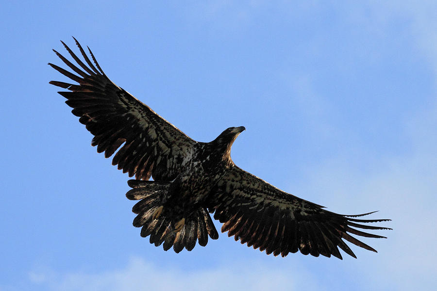 Young Bald Eagle in flight Photograph by Pierre Leclerc Photography