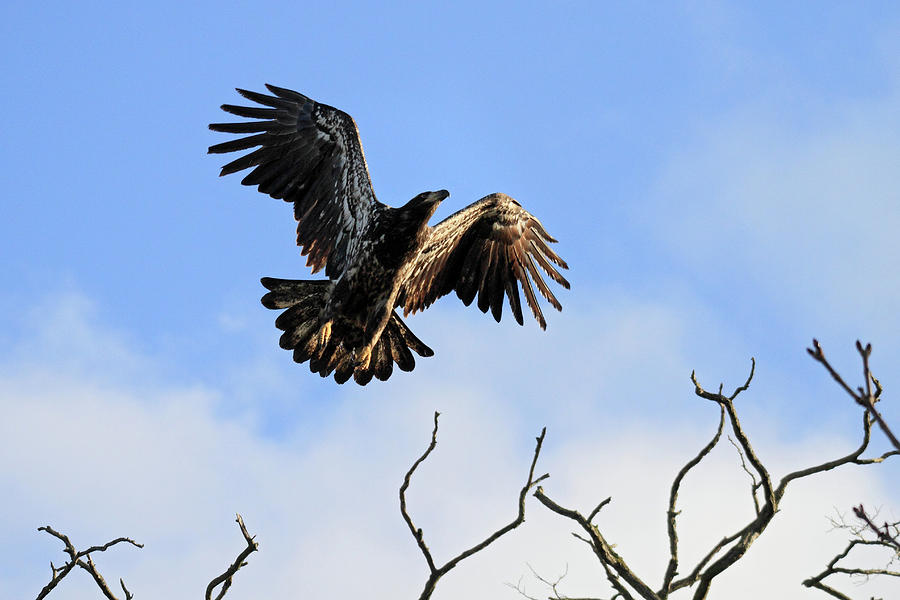 Young Bald Eagle taking flight Photograph by Pierre Leclerc Photography