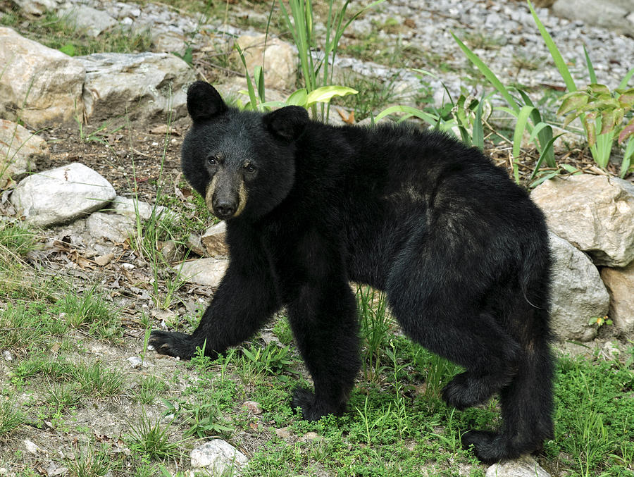 Young Bear 3 Photograph by Lara Ellis