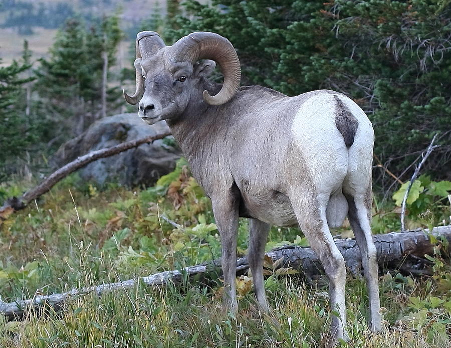 Young Bighorn Sheep Ram Photograph by Brian Robinson - Pixels