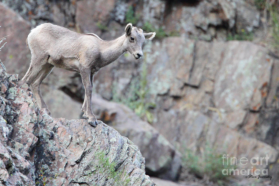 Young Bighorn Sheep Photograph by Steve Javorsky