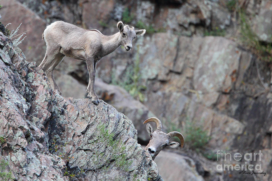 Young Bighorn with Parent Photograph by Steve Javorsky