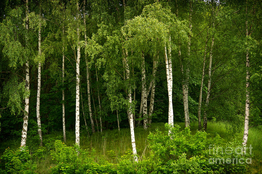 Young Birches Photograph by Lutz Baar