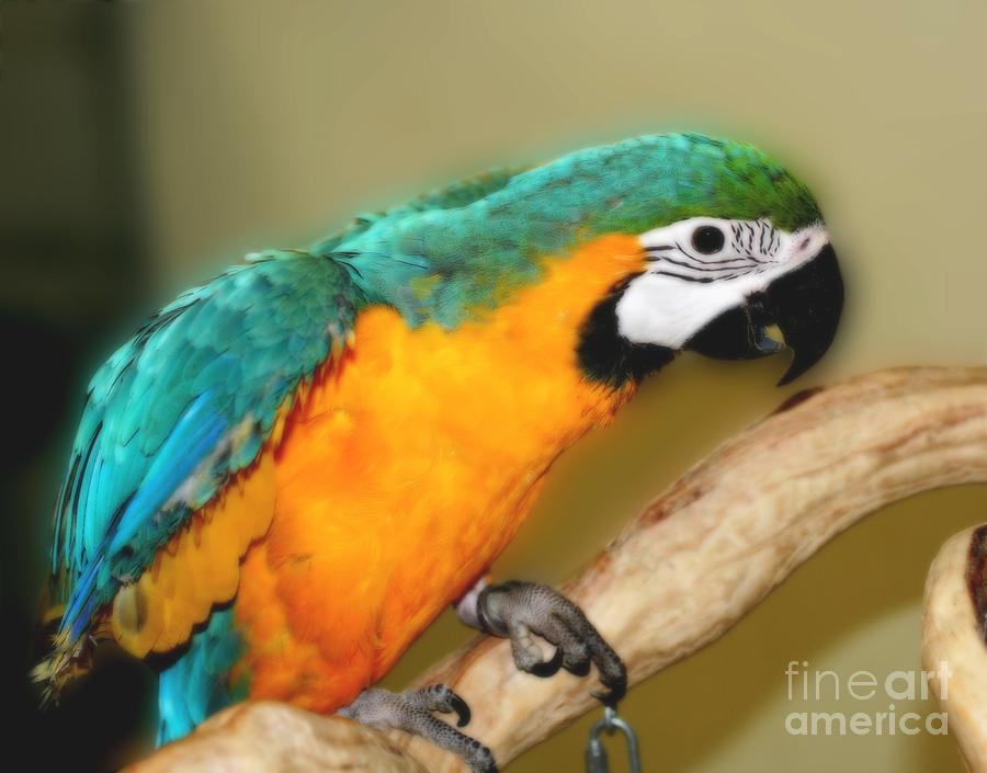 Young Blue Macaw Parrot 2 Photograph by Smilin Eyes Treasures