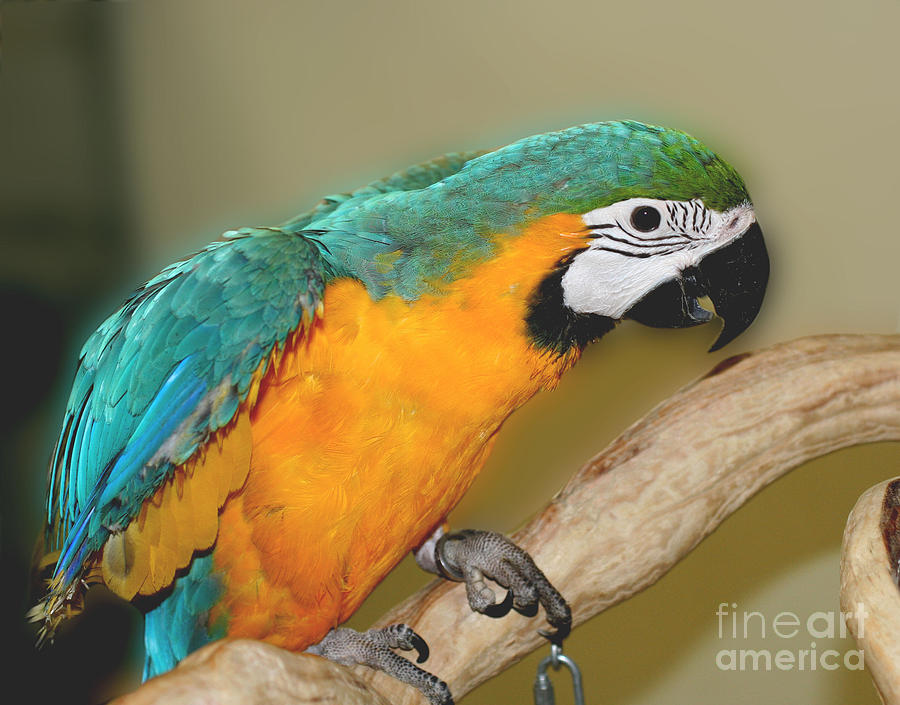 Young Blue Macaw Parrot Photograph by Smilin Eyes Treasures