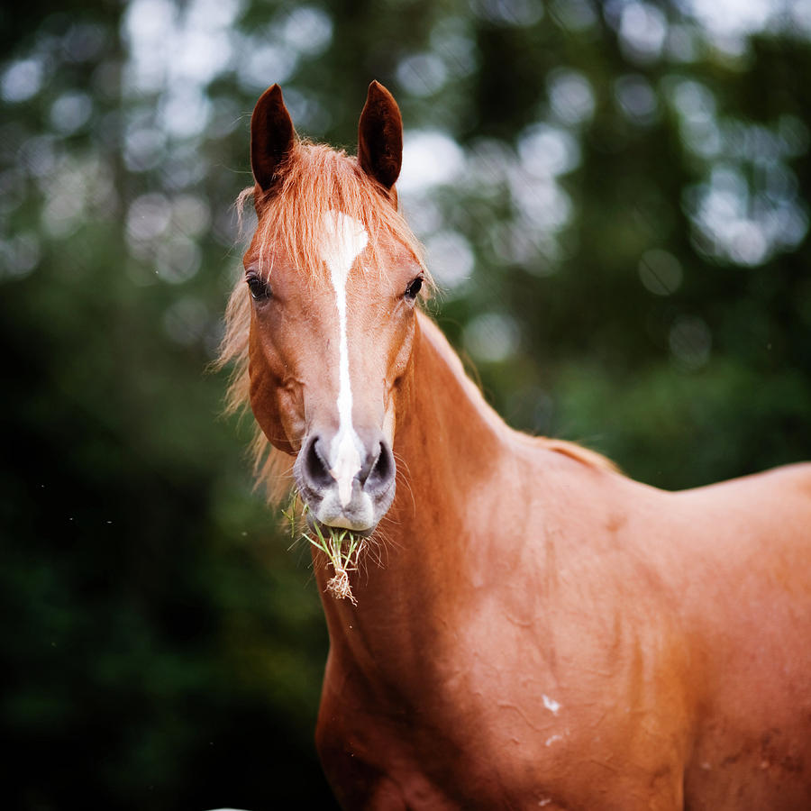 Albums 101+ Images pictures of a quarter horse Superb