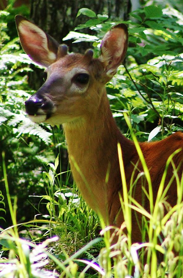 Young Buck Photograph by Bruce Bley