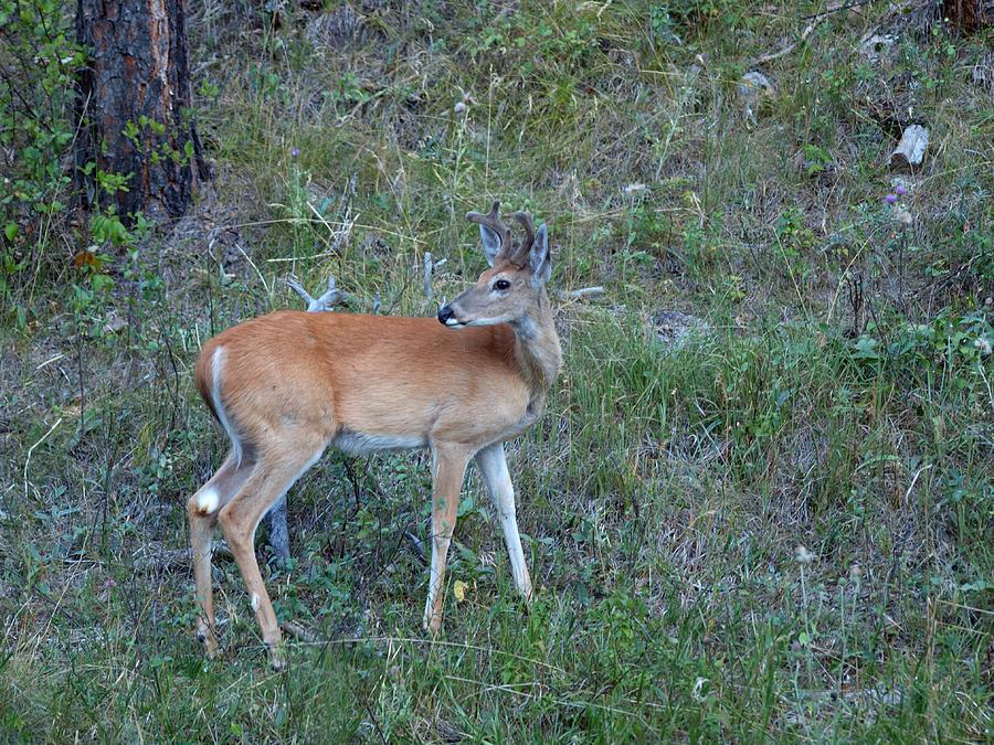 Young Buck Photograph by HW Kateley