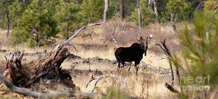 Young Bull Moose Photograph by Greg Jones