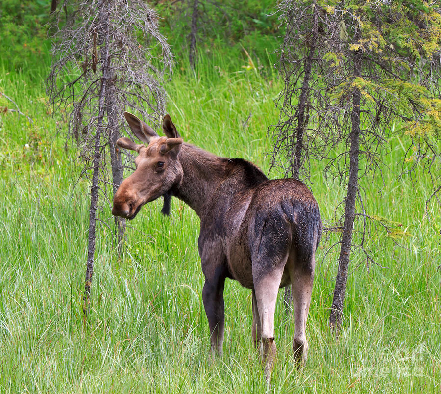 Moose Photograph - Young bull moose in late spring in Kootenay National Park by Louise Heusinkveld
