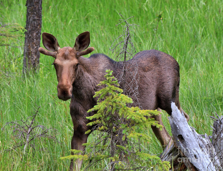 Moose Photograph - Young bull moose by Louise Heusinkveld