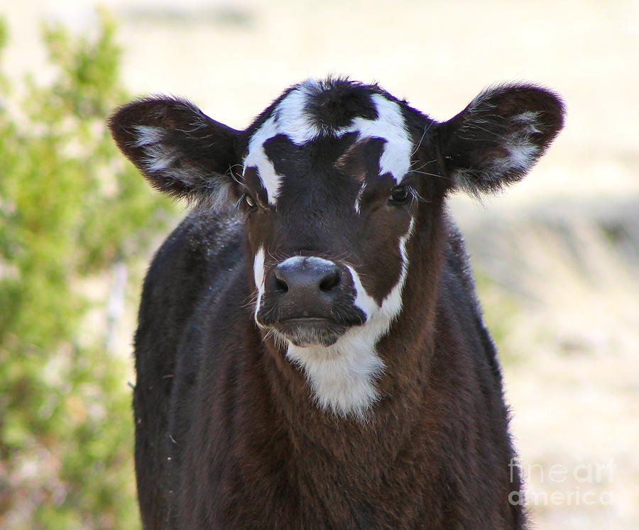 Young calf Photograph by Pamela Walrath