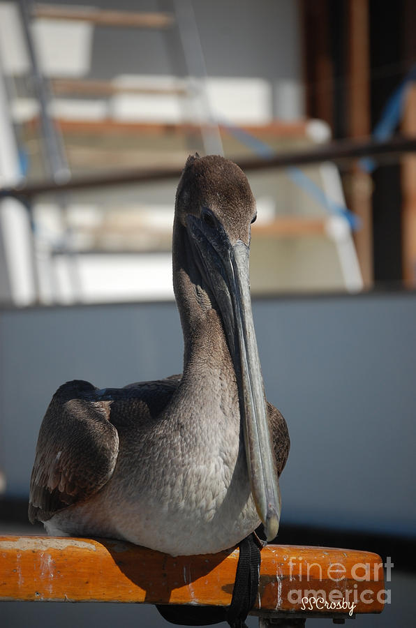 Young California Brown Pelican Photograph by Susan Stevens Crosby