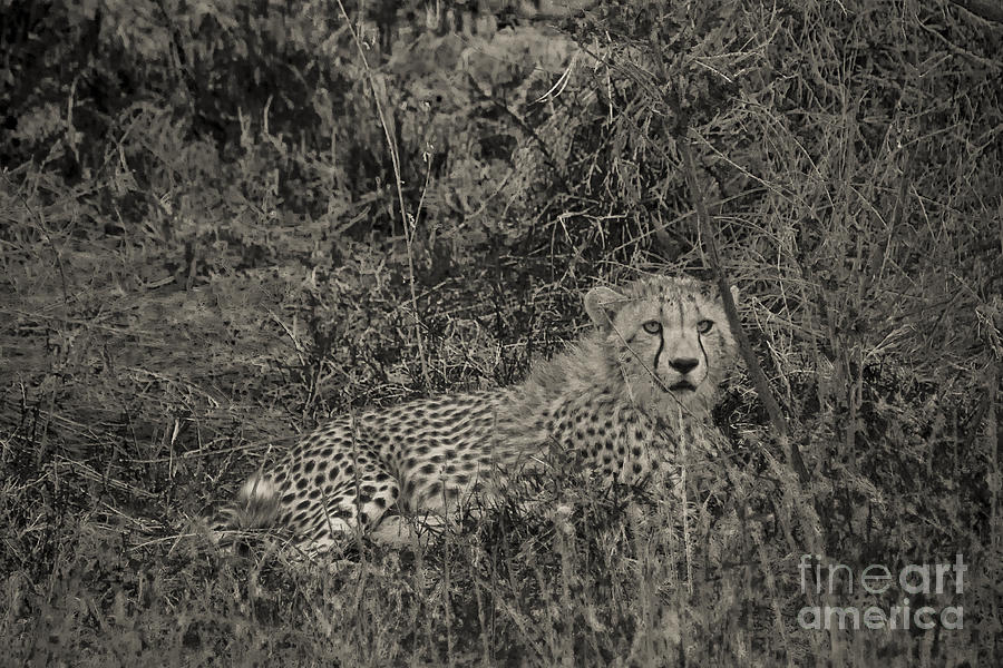 Young Cheetah Abstract Photograph by Darcy Michaelchuk
