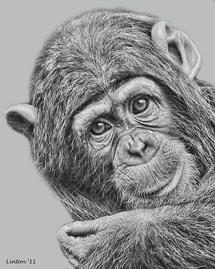 Nature Digital Art - Young Chimp 5 by Larry Linton