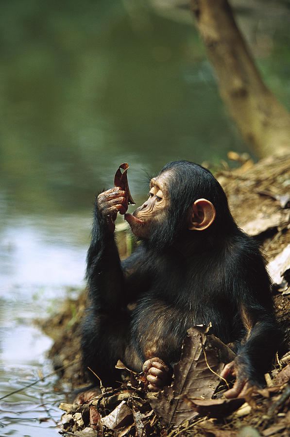 Young Chimpanzee Using A Leaf to Drink Photograph by Cyril Ruoso