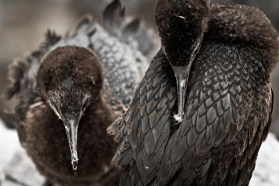 Young Cormorants Photograph by Justin Albrecht