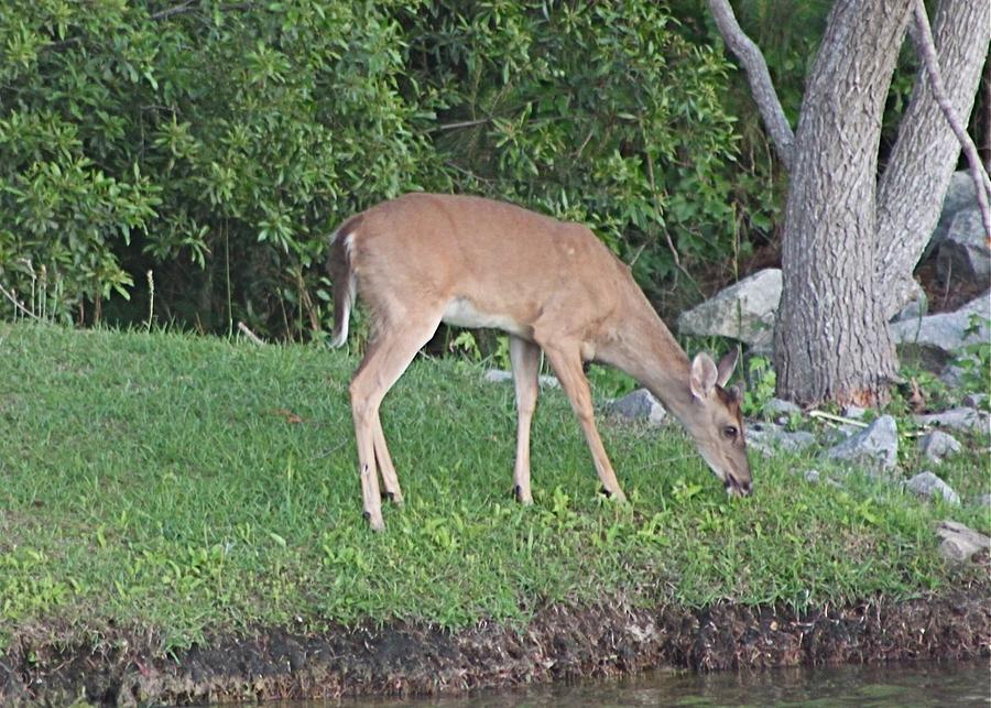 Young Deer by Pond Photograph by Jeanne Juhos