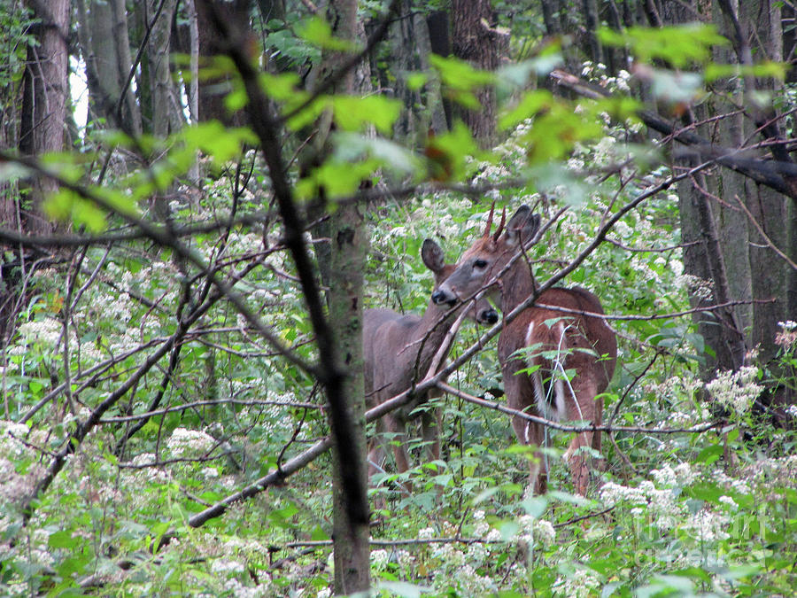 Young Deer In Flossmoor Forest Photograph by Cedric Hampton