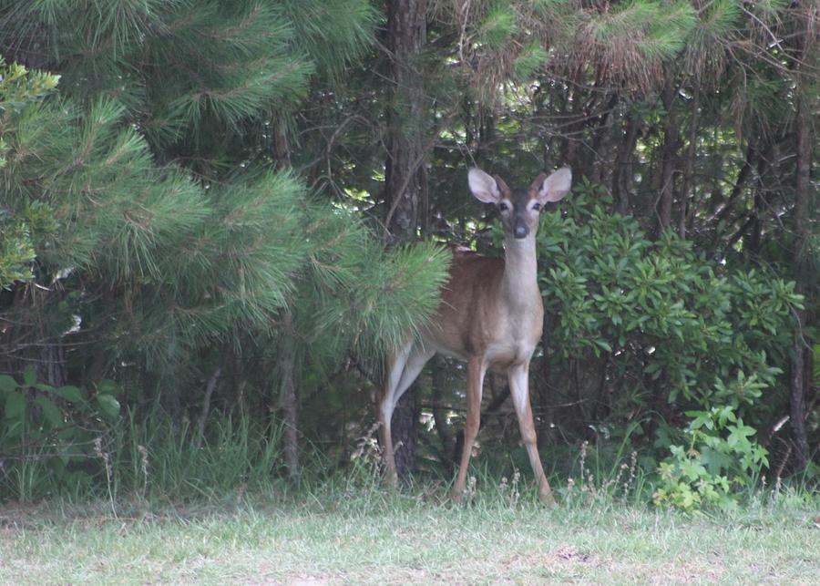 Young Deer Peering Out of the Woods Photograph by Jeanne Juhos