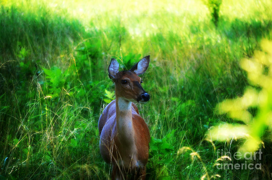 Young Deer Photograph by Peggy Franz