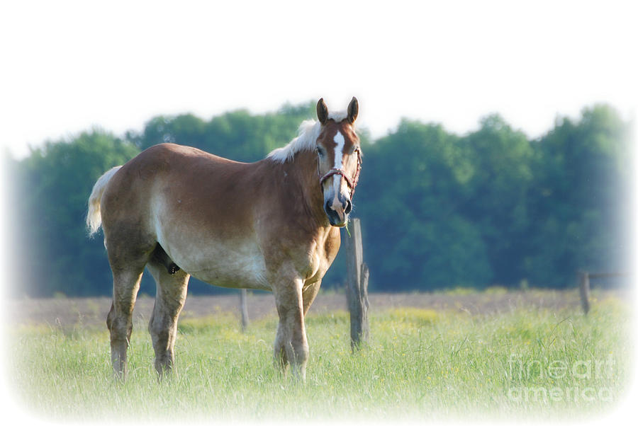 Young Draft Horse Photograph by Lila Fisher-Wenzel