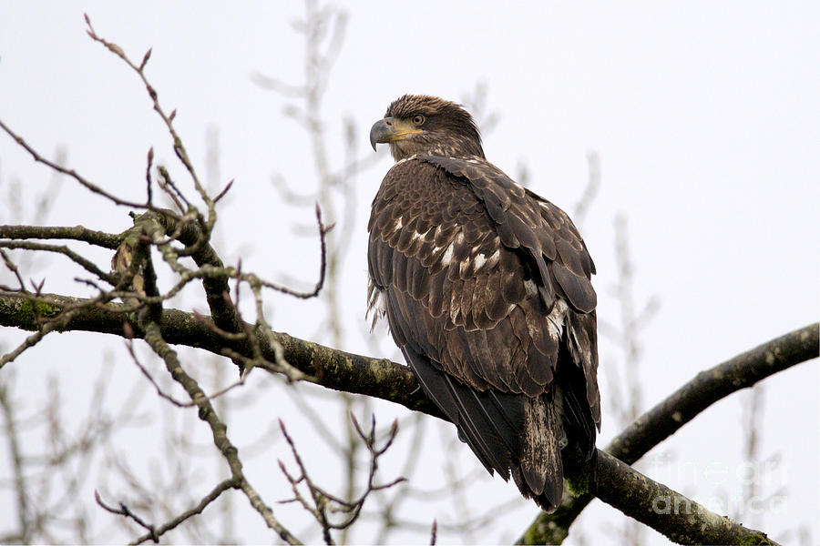 Young Eagle 600 Photograph by Sharon Talson