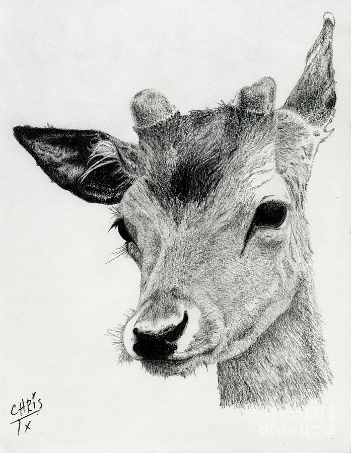 Young Fawn Drawing by Chris Trudeau