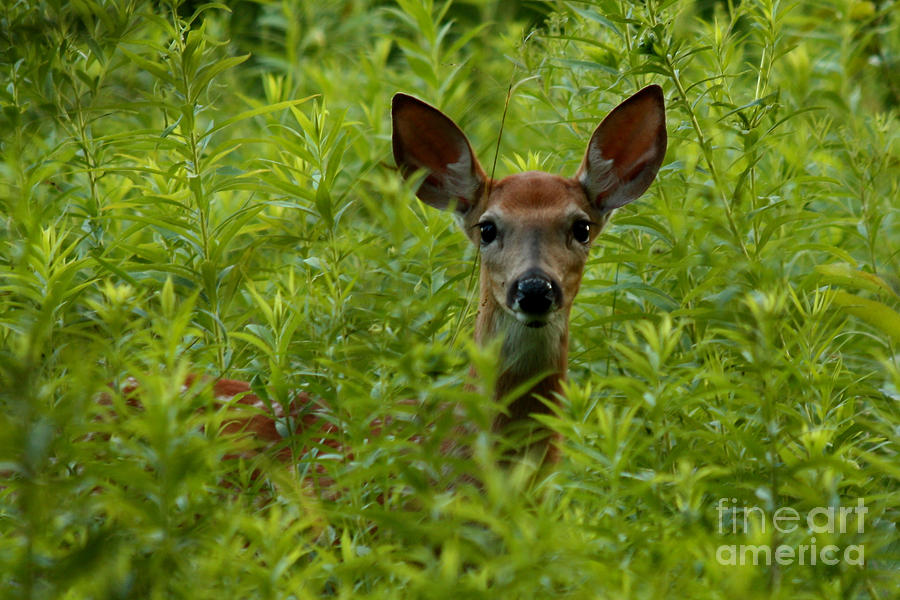 Young Fawn Playing Peek a Boo  Photograph by Inspired Nature Photography Fine Art Photography