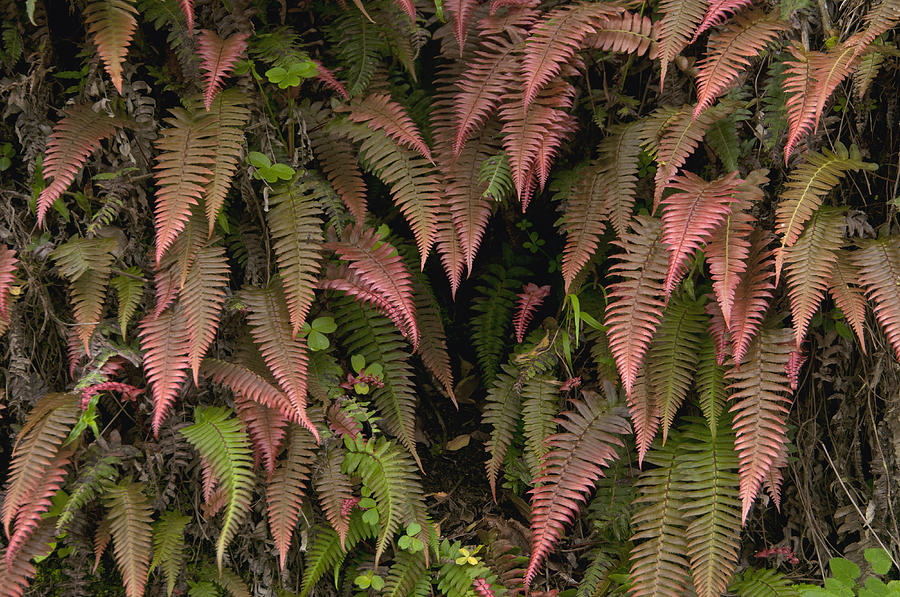 Young Ferns In Temperate Forest, Ecuador Photograph by Murray Cooper