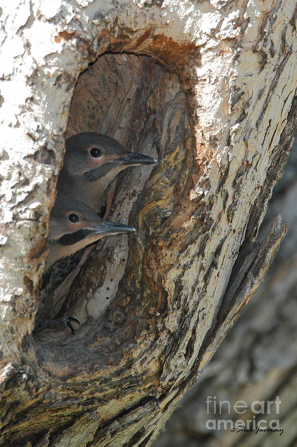 Young Flickers Photograph by Steve Javorsky