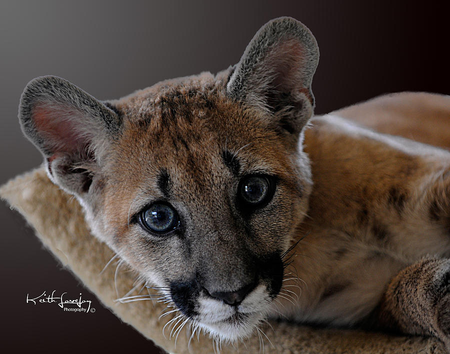 Young Florida Panther Photograph by Keith Lovejoy
