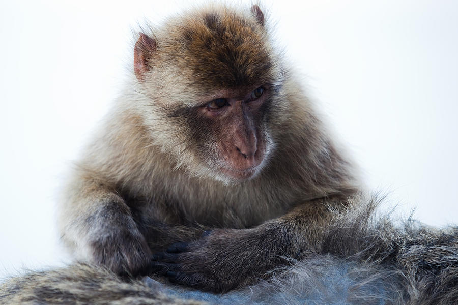 Nature Photograph - Young Gibraltar Macaque by Marc Garrido