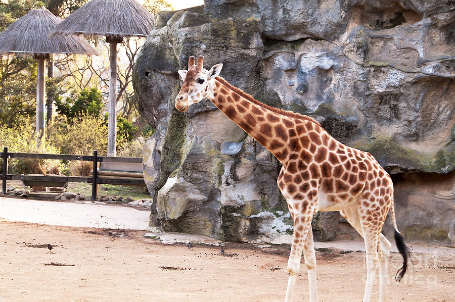 Young Giraffe Photograph by Bob and Nancy Kendrick