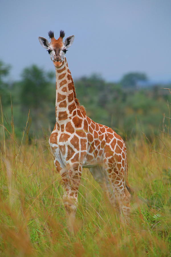 Young Giraffe On Alert Photograph by Bruce J Robinson