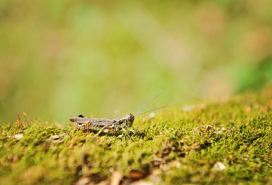 Young grasshopper Photograph by Kelley Nelson