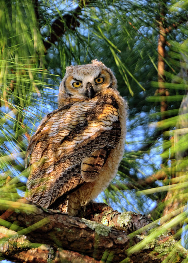 Young Great horned Owl Photograph by Bill Dodsworth