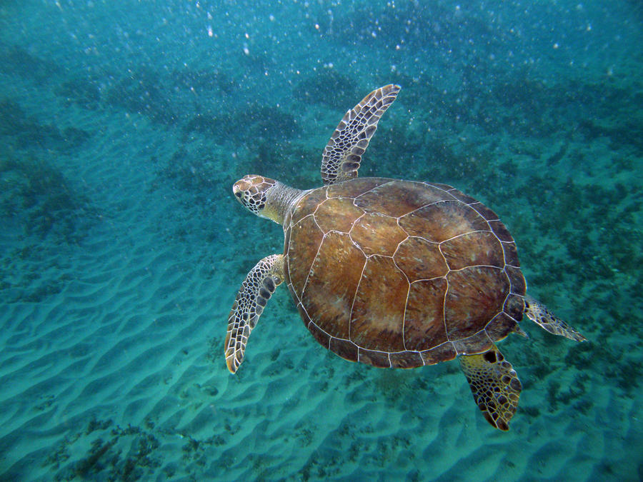 Young Green Turtle by Kimberly Mohlenhoff