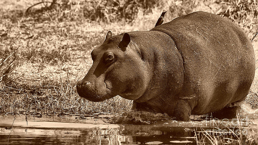 Young hippo Photograph by Mareko Marciniak