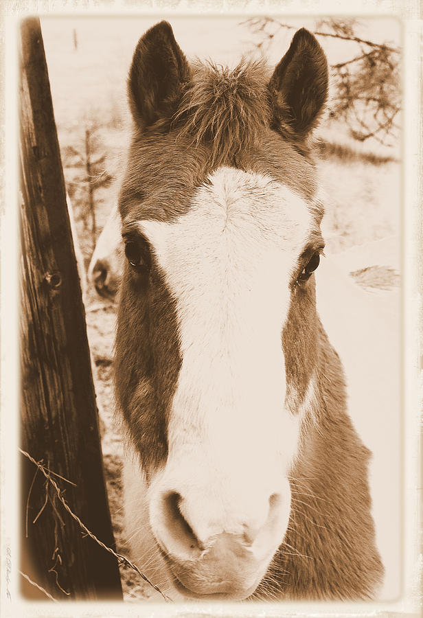 Animal Photograph - Young Horse Portrait - Albumen Style by Light Shaft Images