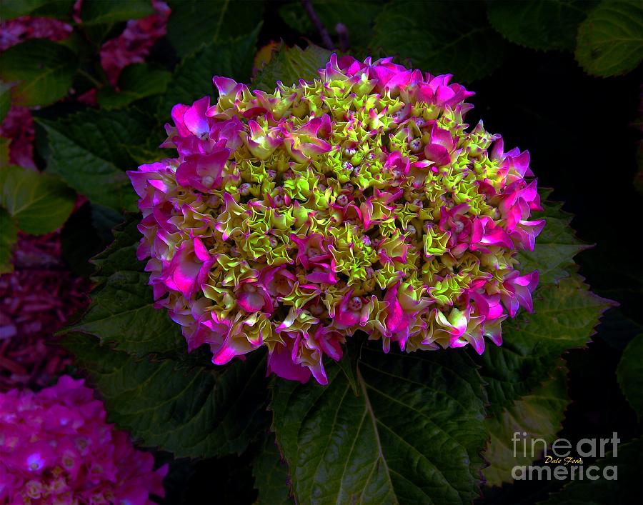 Young Hydrangea Digital Art by Dale   Ford