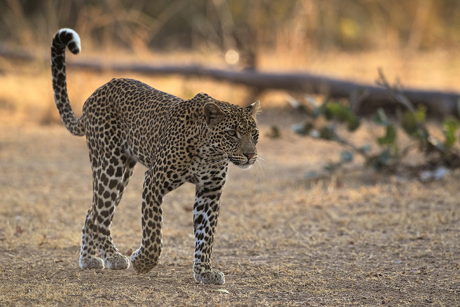 Young leopard Photograph by Johan Elzenga