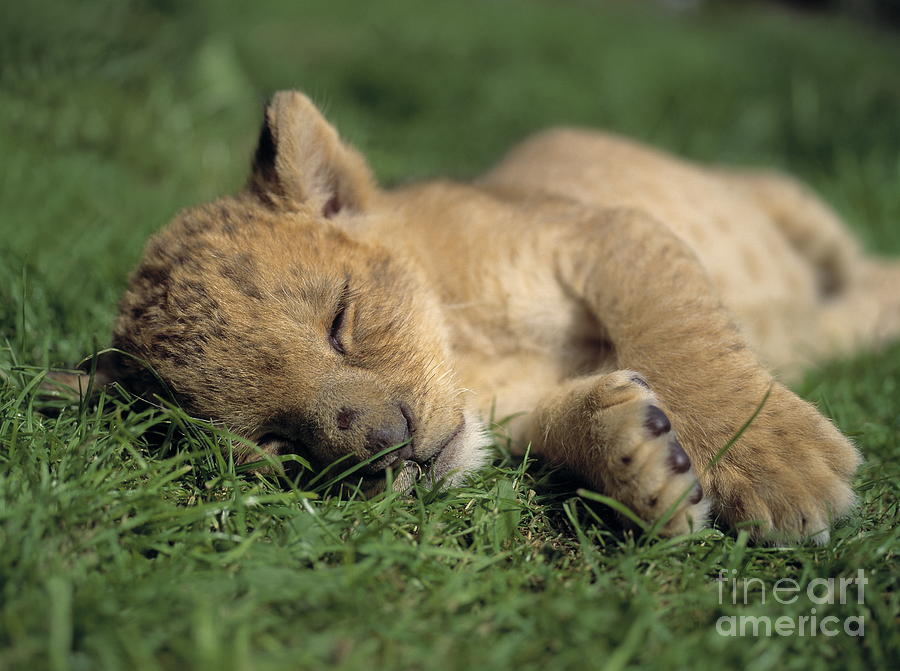 Young Lion Sleeping Photograph by Michael Leach and Photo Researchers