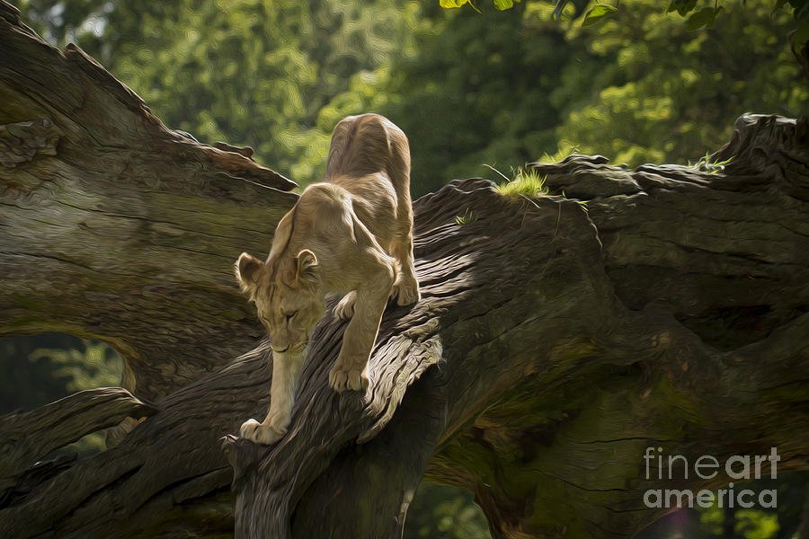 Wildlife Photograph - Young lion stalking by Clare Bambers