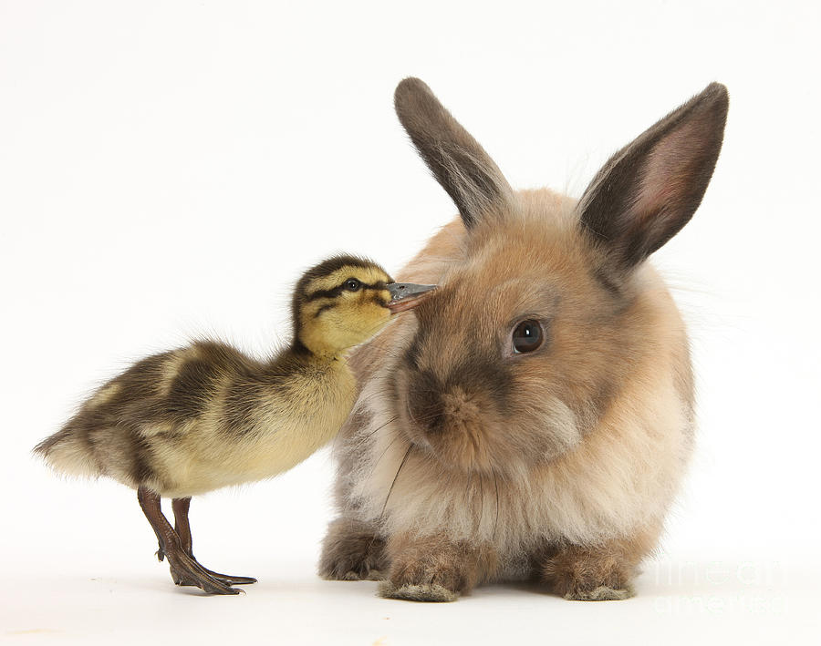 Nature Photograph - Young Lionhead-lop Rabbit And Mallard by Mark Taylor