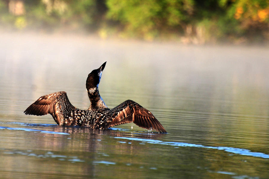 Young Loon Photograph by Peter DeFina