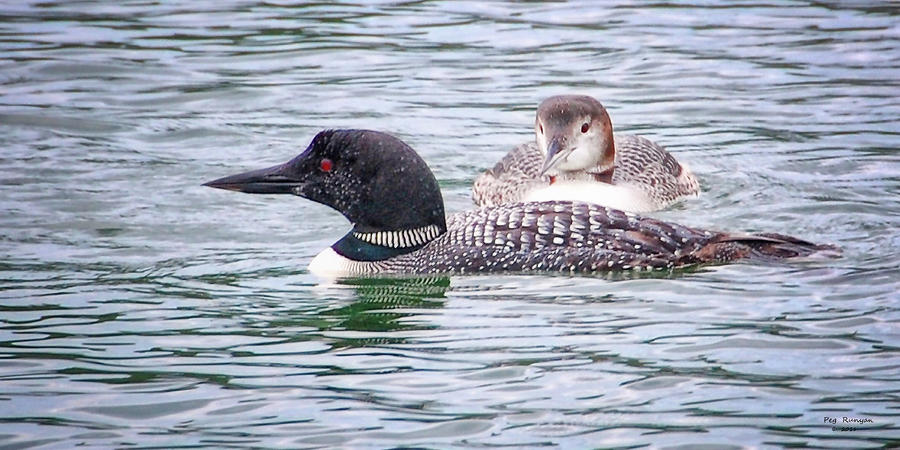 Young Loon with Parent Photograph by Peg Runyan