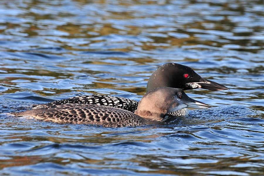 Young Loon with Parent Photograph by Peter DeFina