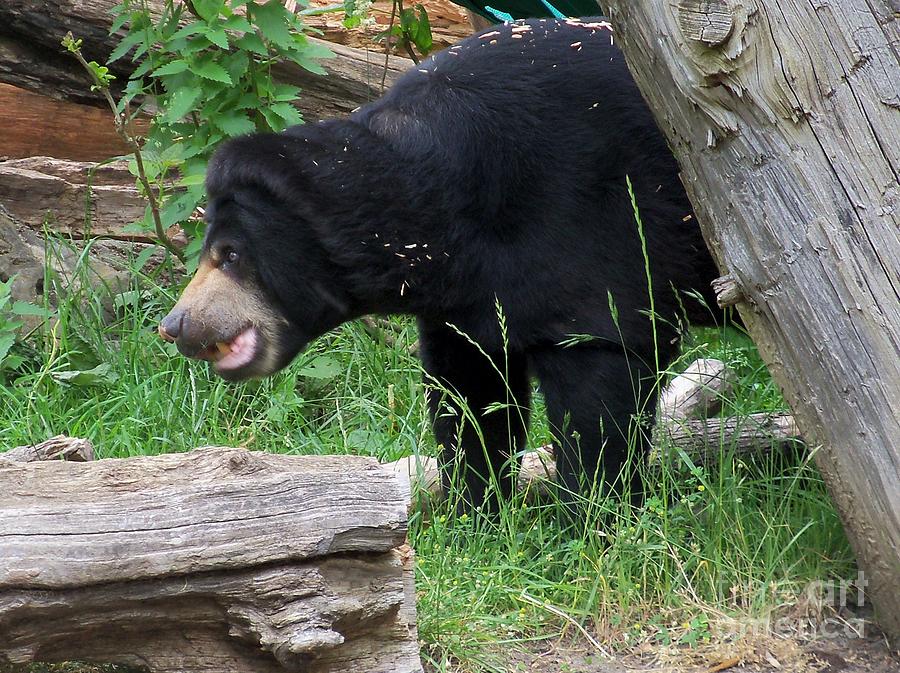 Young Malayan Sun Bear Photograph by Lorrie Bible | Pixels