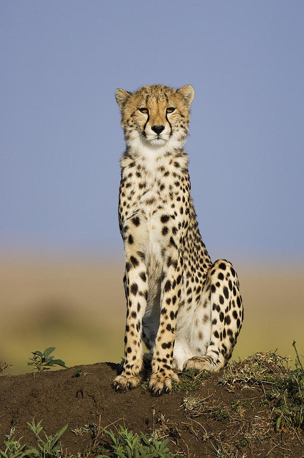 Young Male Cheetah Masai Mara National Photograph by Suzi Eszterhas